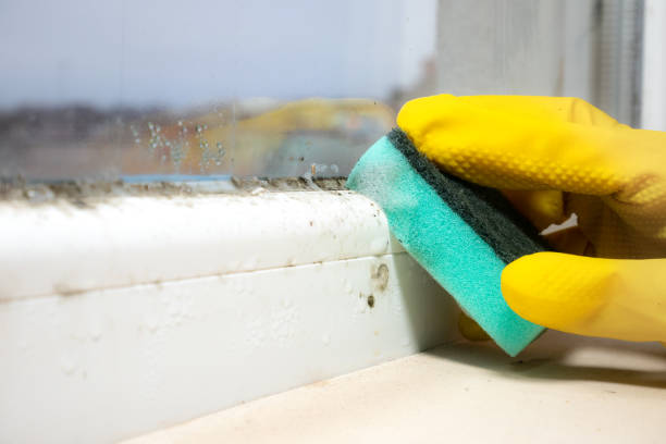 Mold Odor Removal Services in El Granada, CA